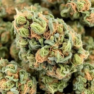 Billy Kimber OG – Connoisseur